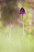 Orchis purpurea